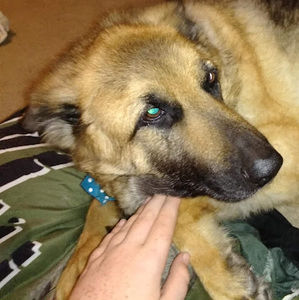 Meet your Posher, Logan